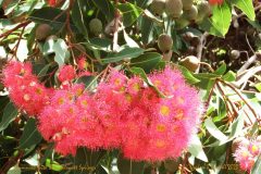 1 Gumnuts with Bees Blewitt Springs