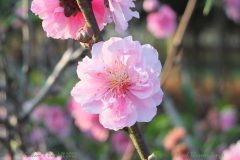 3 Peach Blossom Single in Spring
