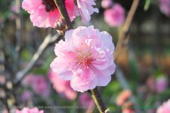 3 Peach Blossom Single in Spring 3 Peach Blossom Single in Spring
