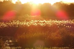 4 Wildflowers in Sunset Flare