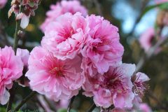 7 Peach Blossom Cluster