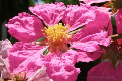 10 Pink Crepe Myrtle Single