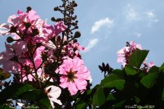 11 Pink Crepe Myrtle Cluster 11 Pink Crepe Myrtle Cluster