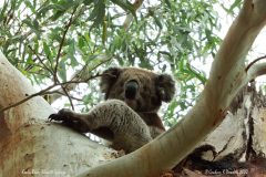 12 Koala Bear Blewitt Springs 12 Koala Bear Blewitt Springs
