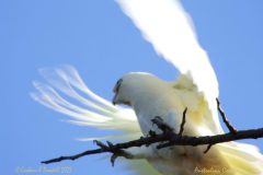 13 Australian Corella landing on Branch