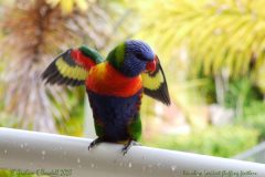 14 Rainbow Lorikeet fluffing feathers