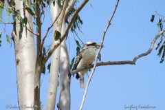 15 Laughing Kookaburra in Gum Tree 15 Laughing Kookaburra in Gum Tree