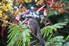 16 Wattlebird in Wattle Tree