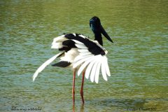 17 Jabiru Wings outstretched