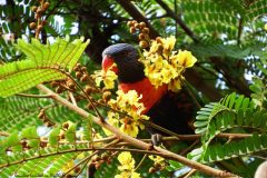18 Rainbow Lorikeet in Wattle Blossom 18 Rainbow Lorikeet in Wattle Blossom