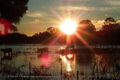 2 Cattle in Floodwaters