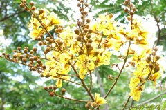 21 Wattle Tree & Busy Bees
