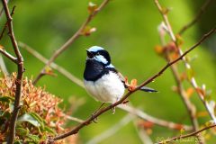 23 Blue Wren Happily Chirping