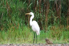 24 Egret in Wetlands, Old Burleigh Town
