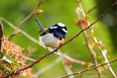 25 Blue Wren looking into camera McLaren Flat 25 Blue Wren looking into camera McLaren Flat