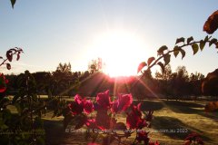 29 Royal Pines Golf Course Pink Bougainvillea