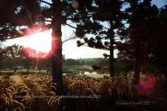 30 Royal Pines Golf Course sunrise Hole 8 - 1 30 Royal Pines Golf Course sunrise Hole 8 - 1