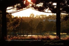 31 Royal Pines Golf Course Hole 8 - 2