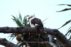 32 Kookaburra in Pandanus Kirra Beach 32 Kookaburra in Pandanus Kirra Beach