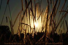 34 Sunset through Wild Grasses