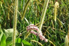 35 Wildflower Grasses Pink Lady 35 Wildflower Grasses Pink Lady