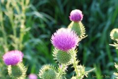 36 Wildflower Grasses Spear Thistle Daisy Herb 36 Wildflower Grasses Spear Thistle Daisy Herb