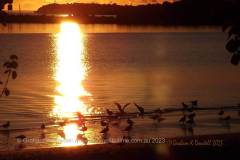 38 Seagulls at play Jack Evans Boat Harbour