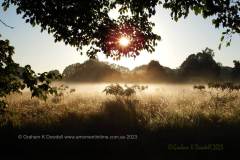 40 Grasses Palm Meadows Sunrise through Tree