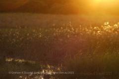 41 Wildflowers in sunlight by pond-3