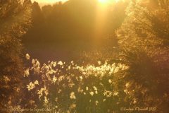 5 Wildflowers in Sunset Glow-2