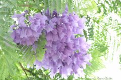 9 Jacaranda Flower Cluster